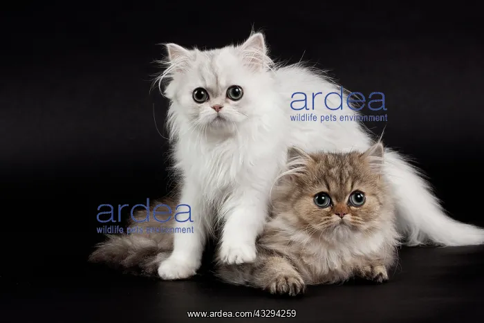 : 80191862 Cat - Persian Chinchilla - 3 month old : 80191862 Cat - Persian Chinchilla - 3 month old