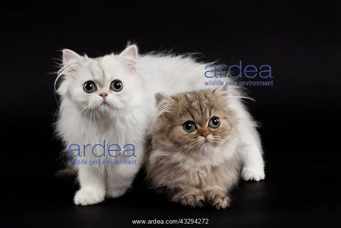 : 80191863 Cat - Persian Chinchilla - 3 month old : 80191863 Cat - Persian Chinchilla - 3 month old