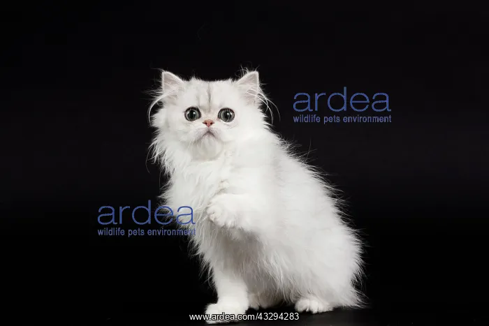  : 80191864 Cat - Persian Chinchilla - 3 month old