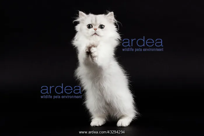 : 80191865 Cat - Persian Chinchilla - 3 month old : 80191865 Cat - Persian Chinchilla - 3 month old