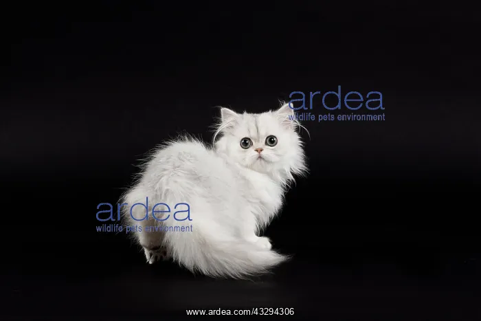 : 80191866 Cat - Persian Chinchilla - 3 month old : 80191866 Cat - Persian Chinchilla - 3 month old