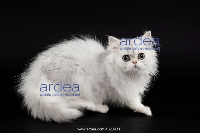 : 80191867 Cat - Persian Chinchilla - 3 month old : 80191867 Cat - Persian Chinchilla - 3 month old