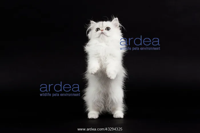 : 80191868 Cat - Persian Chinchilla - 3 month old : 80191868 Cat - Persian Chinchilla - 3 month old