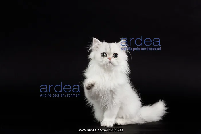: 80191869 Cat - Persian Chinchilla - 3 month old : 80191869 Cat - Persian Chinchilla - 3 month old
