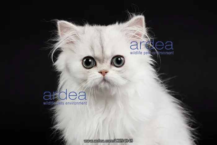 : 80191870 Cat - Persian Chinchilla - 3 month old : 80191870 Cat - Persian Chinchilla - 3 month old