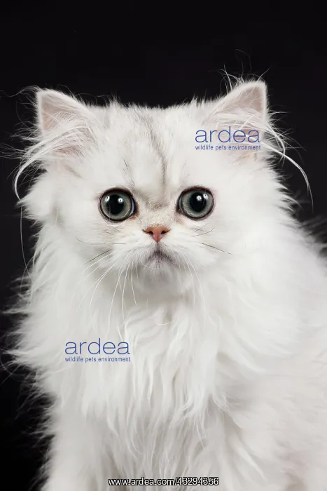 : 80191871 Cat - Persian Chinchilla - 3 month old : 80191871 Cat - Persian Chinchilla - 3 month old