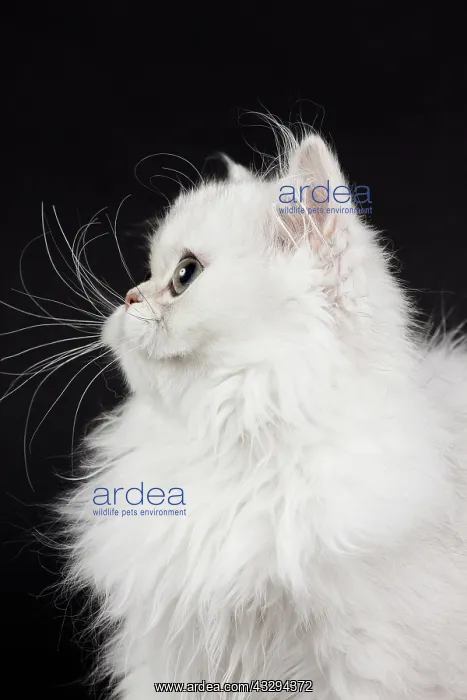 : 80191872 Cat - Persian Chinchilla - 3 month old : 80191872 Cat - Persian Chinchilla - 3 month old