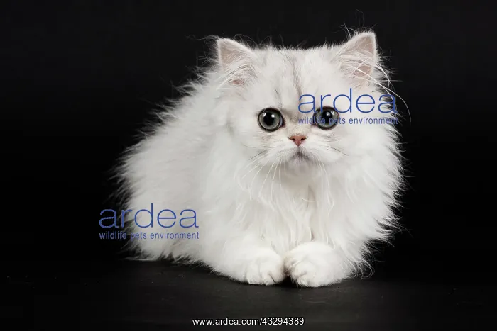 : 80191873 Cat - Persian Chinchilla - 3 month old : 80191873 Cat - Persian Chinchilla - 3 month old