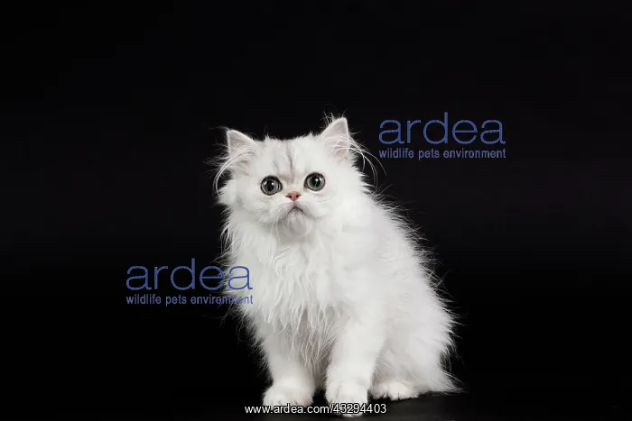 : 80191874 Cat - Persian Chinchilla - 3 month old : 80191874 Cat - Persian Chinchilla - 3 month old