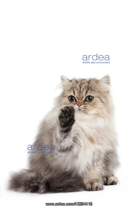 : 80191875 Cat - Golden Shaded Persian - kitten 4 : 80191875 Cat - Golden Shaded Persian - kitten 4