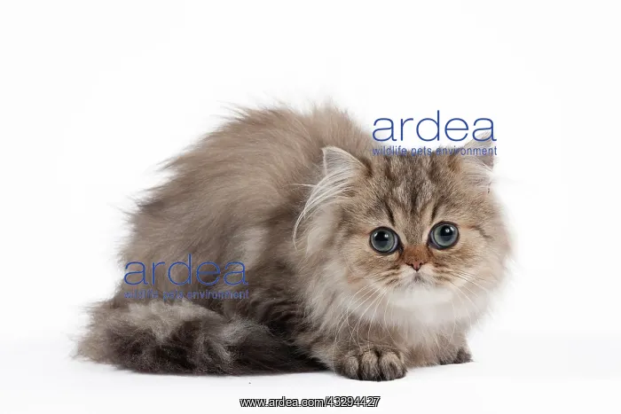 : 80191876 Cat - Golden Shaded Persian - kitten 4 : 80191876 Cat - Golden Shaded Persian - kitten 4