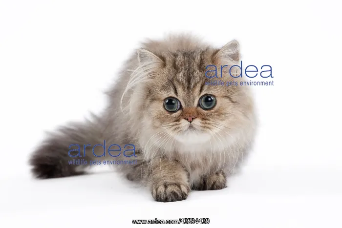: 80191877 Cat - Golden Shaded Persian - kitten 4 : 80191877 Cat - Golden Shaded Persian - kitten 4