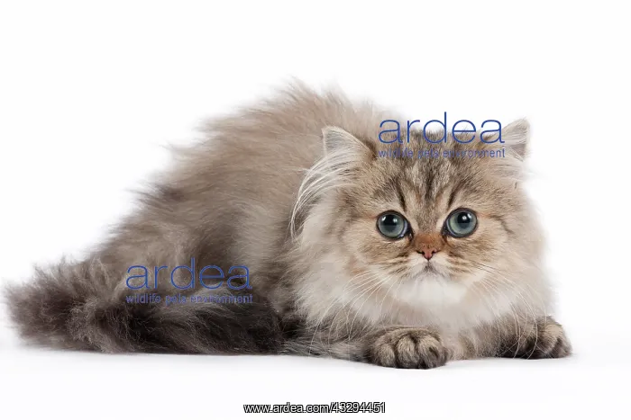 : 80191878 Cat - Golden Shaded Persian - kitten 4 : 80191878 Cat - Golden Shaded Persian - kitten 4