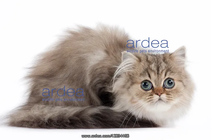 : 80191879 Cat - Golden Shaded Persian - kitten 4 : 80191879 Cat - Golden Shaded Persian - kitten 4