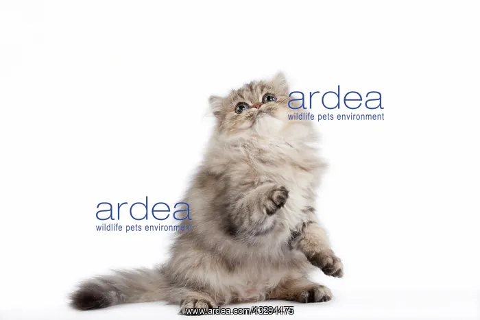 : 80191880 Cat - Golden Shaded Persian - kitten 4 : 80191880 Cat - Golden Shaded Persian - kitten 4