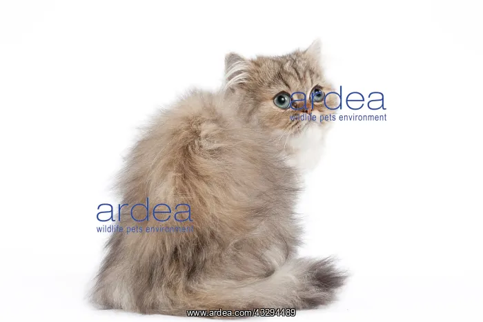 : 80191881 Cat - Golden Shaded Persian - kitten 4 : 80191881 Cat - Golden Shaded Persian - kitten 4
