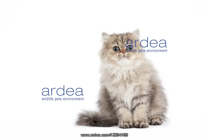 : 80191882 Cat - Golden Shaded Persian - kitten 4 : 80191882 Cat - Golden Shaded Persian - kitten 4