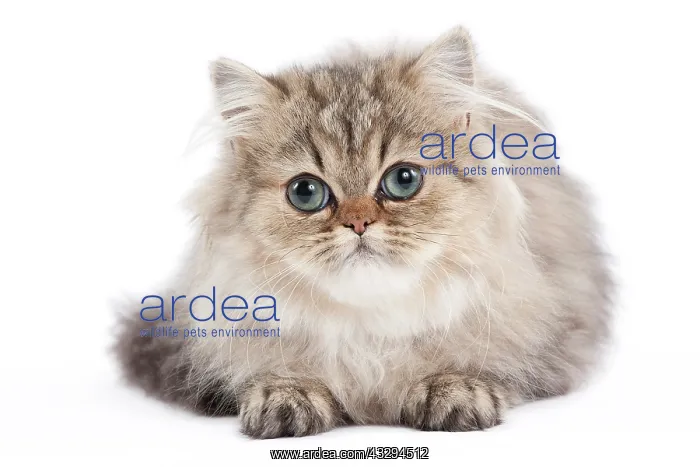 : 80191883 Cat - Golden Shaded Persian - kitten 4 : 80191883 Cat - Golden Shaded Persian - kitten 4