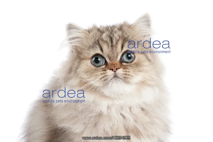 : 80191884 Cat - Golden Shaded Persian - kitten 4 : 80191884 Cat - Golden Shaded Persian - kitten 4