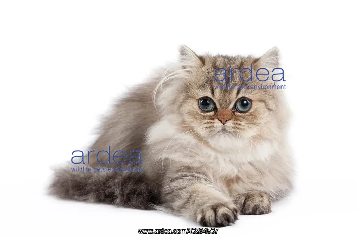 : 80191885 Cat - Golden Shaded Persian - kitten 4 : 80191885 Cat - Golden Shaded Persian - kitten 4