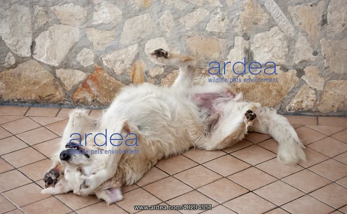 : 80191886 Dog - Golden retriever - rolling on back : 80191886 Dog - Golden retriever - rolling on back