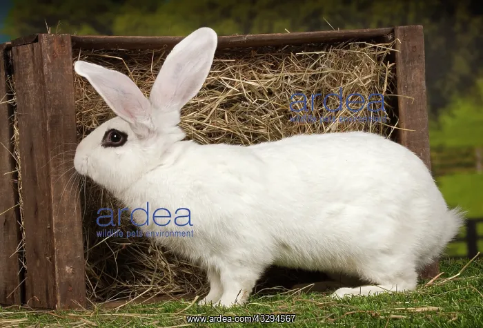 : 80191887 Blanc de Hotot Rabbit Jean-Michel Labat : 80191887 Blanc de Hotot Rabbit Jean-Michel Labat