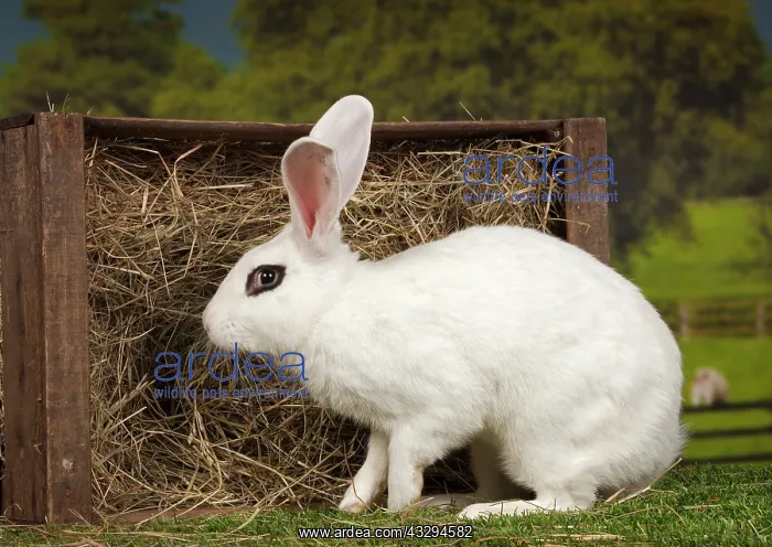: 80191888 Blanc de Hotot Rabbit Jean-Michel Labat : 80191888 Blanc de Hotot Rabbit Jean-Michel Labat