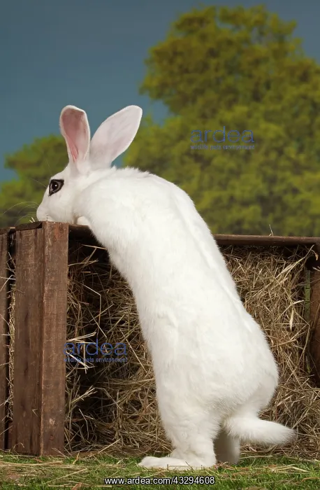 : 80191890 Blanc de Hotot Rabbit Jean-Michel Labat : 80191890 Blanc de Hotot Rabbit Jean-Michel Labat
