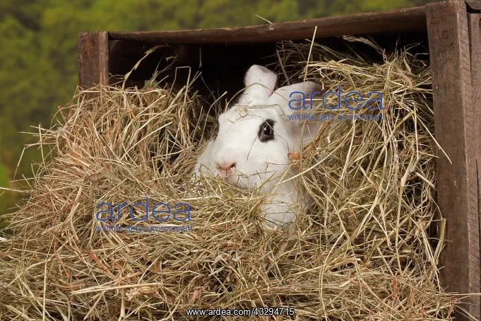: 80191898 Blanc de Hotot Rabbit Jean-Michel Labat : 80191898 Blanc de Hotot Rabbit Jean-Michel Labat