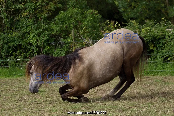 : 80191903 Lusitanien Horse - kneeling down Jean-Michel : 80191903 Lusitanien Horse - kneeling down Jean-Michel