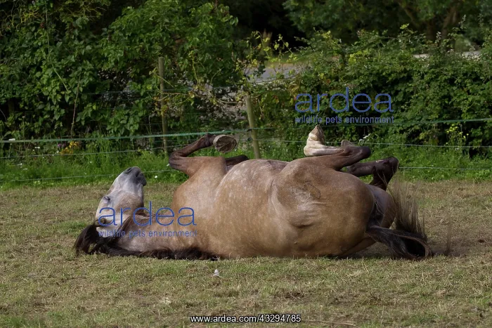 : 80191904 Lusitanien Horse - rolling on back Jean-Michel : 80191904 Lusitanien Horse - rolling on back Jean-Michel