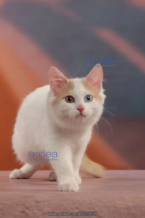 : 80191929 Cat - Turkish Van / Cat Swimmer of Lake : 80191929 Cat - Turkish Van / Cat Swimmer of Lake