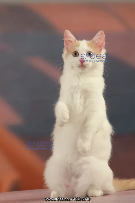 : 80191930 Cat - Turkish Van / Cat Swimmer of Lake : 80191930 Cat - Turkish Van / Cat Swimmer of Lake