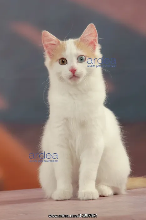 : 80191931 Cat - Turkish Van / Cat Swimmer of Lake : 80191931 Cat - Turkish Van / Cat Swimmer of Lake