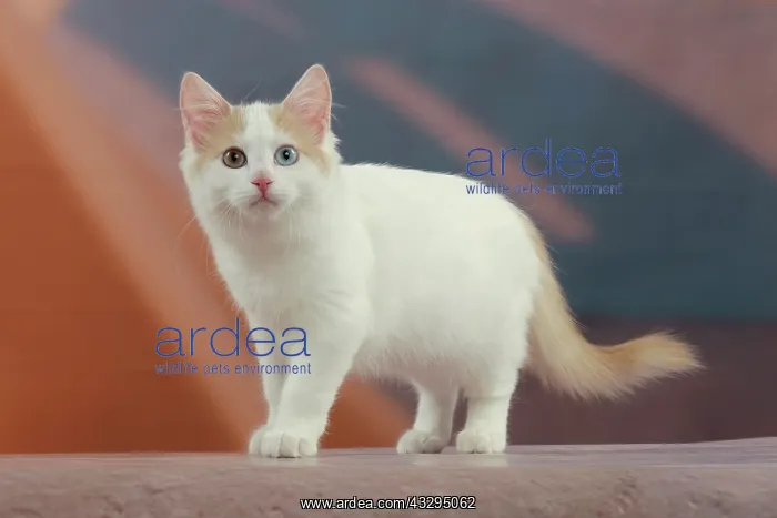  : 80191932 Cat - Turkish Van  /  Cat Swimmer of Lake