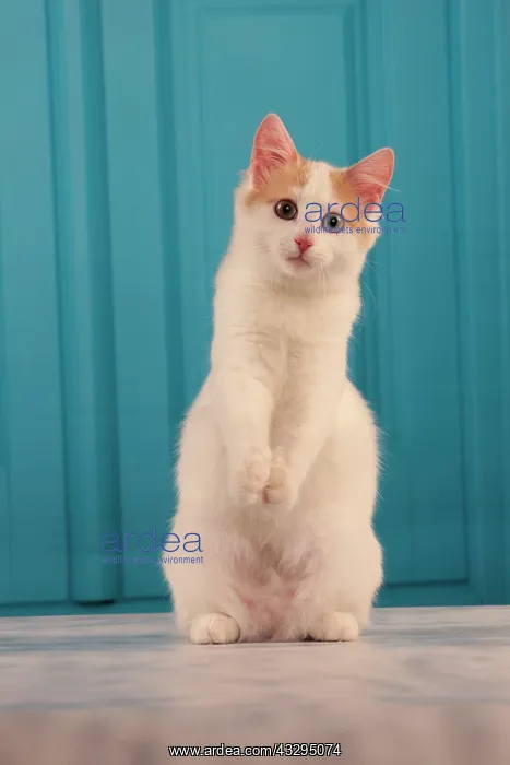 : 80191933 Cat - Turkish Van / Cat Swimmer of Lake : 80191933 Cat - Turkish Van / Cat Swimmer of Lake
