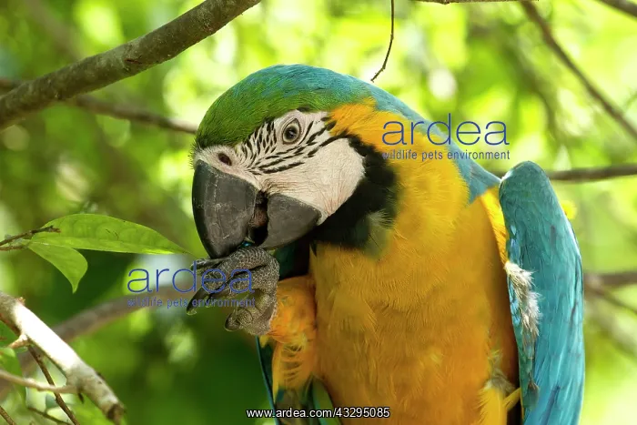 : 80191934 Blue-and-gold / Blue-and-yellow Macaw Jean-Michel : 80191934 Blue-and-gold / Blue-and-yellow Macaw Jean-Michel