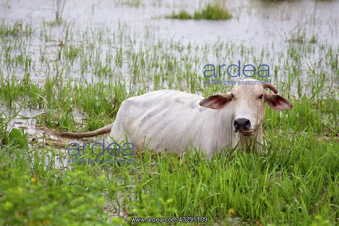 : 80191936 Cow - in swamp - Los Llanos, Venezuela : 80191936 Cow - in swamp - Los Llanos, Venezuela