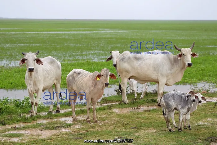 : 80191937 Cows - Los Llanos, Venezuela Jean-Michel : 80191937 Cows - Los Llanos, Venezuela Jean-Michel