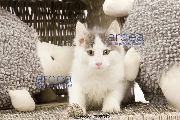  : 80191939 Cat - Norwegian kitten Jean-Michel Labat