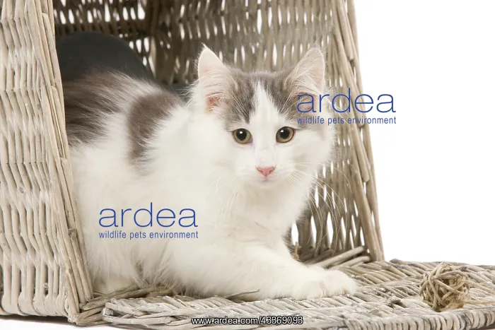 : 80191940 Cat - Norwegian kitten Jean-Michel Labat : 80191940 Cat - Norwegian kitten Jean-Michel Labat
