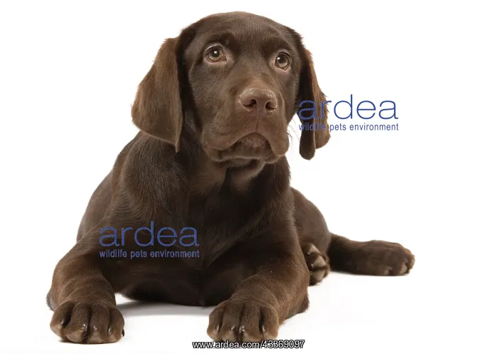 : 80191941 Dog - Chocolate Labrador Jean-Michel Labat : 80191941 Dog - Chocolate Labrador Jean-Michel Labat