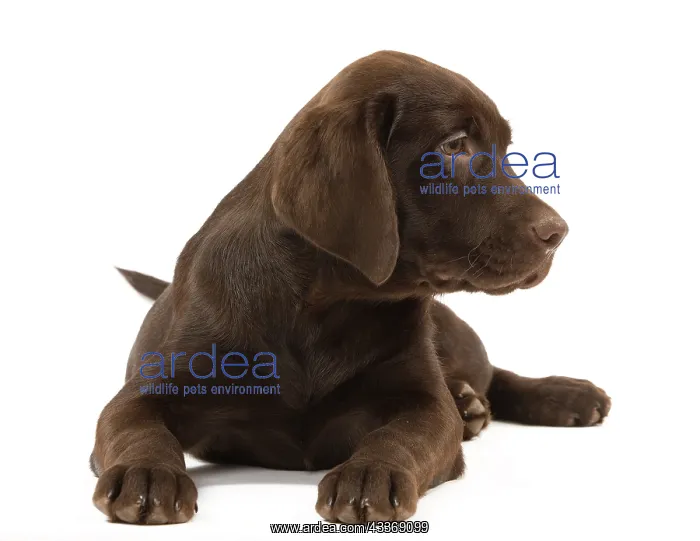 : 80191942 Dog - Chocolate Labrador Jean-Michel Labat : 80191942 Dog - Chocolate Labrador Jean-Michel Labat