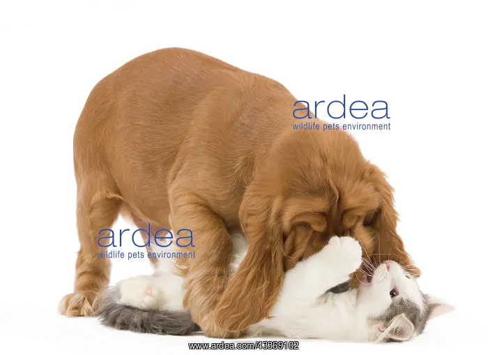 : 80191943 Dog & Cat - English Cocker Spaniel puppy : 80191943 Dog & Cat - English Cocker Spaniel puppy
