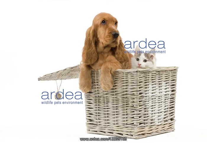 : 80191944 Dog & Cat - English Cocker Spaniel puppy : 80191944 Dog & Cat - English Cocker Spaniel puppy