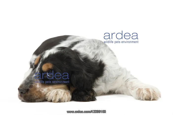 : 80191945 Dog - English Cocker Spaniel puppy Jean-Michel : 80191945 Dog - English Cocker Spaniel puppy Jean-Michel