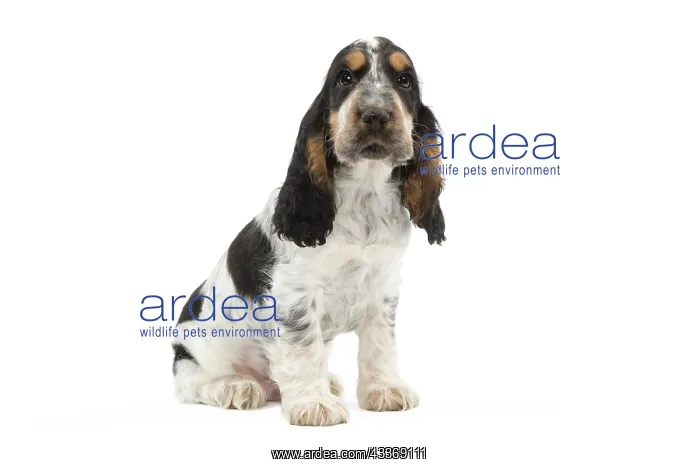 : 80191946 Dog - English Cocker Spaniel puppy Jean-Michel : 80191946 Dog - English Cocker Spaniel puppy Jean-Michel
