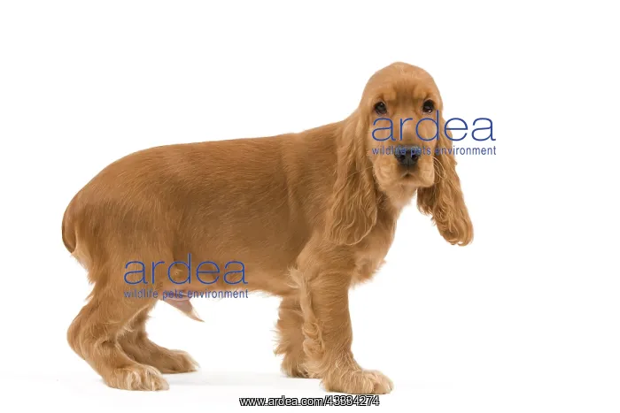 : 80191949 Dog - English Cocker Spaniel puppy Jean-Michel : 80191949 Dog - English Cocker Spaniel puppy Jean-Michel