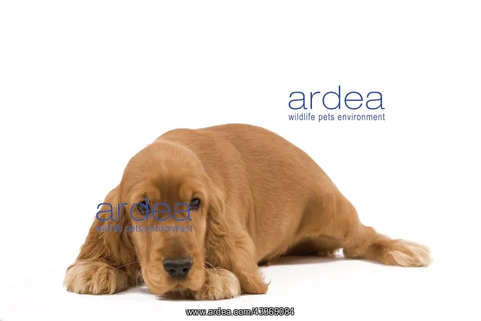 : 80191950 Dog - English Cocker Spaniel puppy Jean-Michel : 80191950 Dog - English Cocker Spaniel puppy Jean-Michel