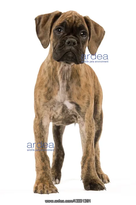 : 80191951 Dog - Boxer puppy Jean-Michel Labat All : 80191951 Dog - Boxer puppy Jean-Michel Labat All